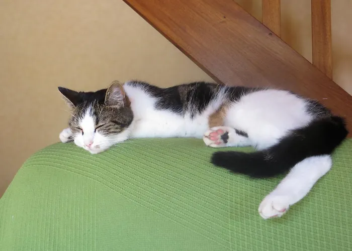 Bed & Breakfast Ty Ruz Petit-Mars