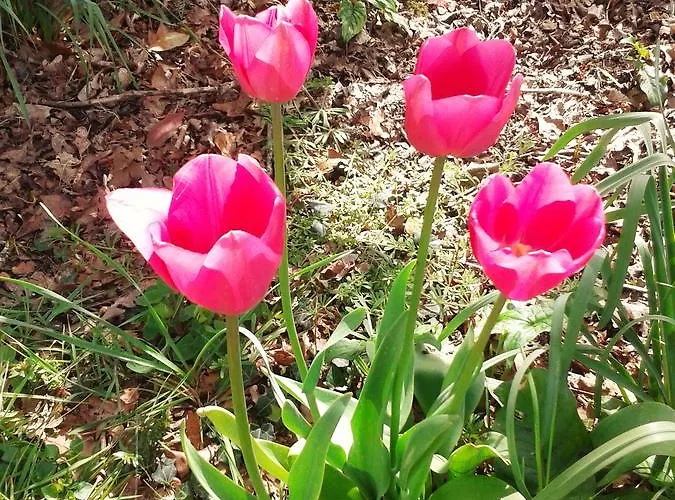 Ty Ruz Bed & Breakfast