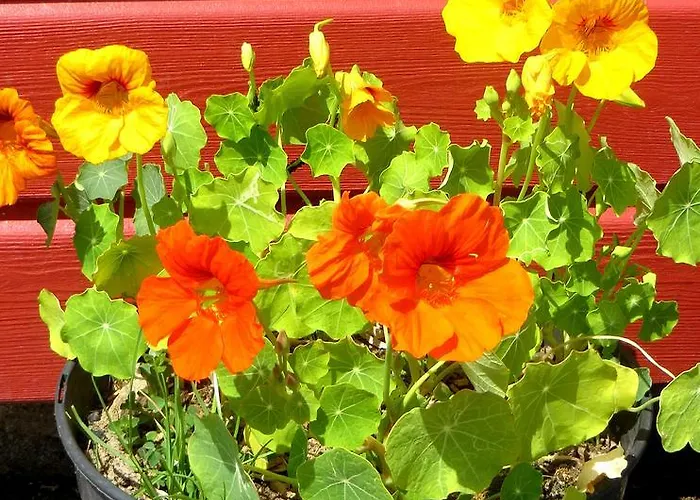 Ty Ruz Bed & Breakfast