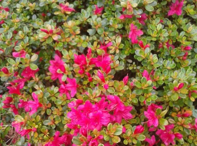 Bed & Breakfast Ty Ruz Petit-Mars